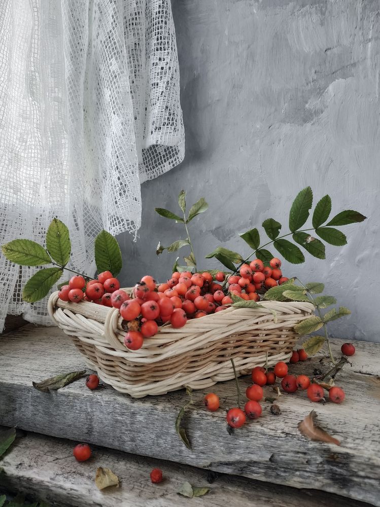 Рябины картинка...