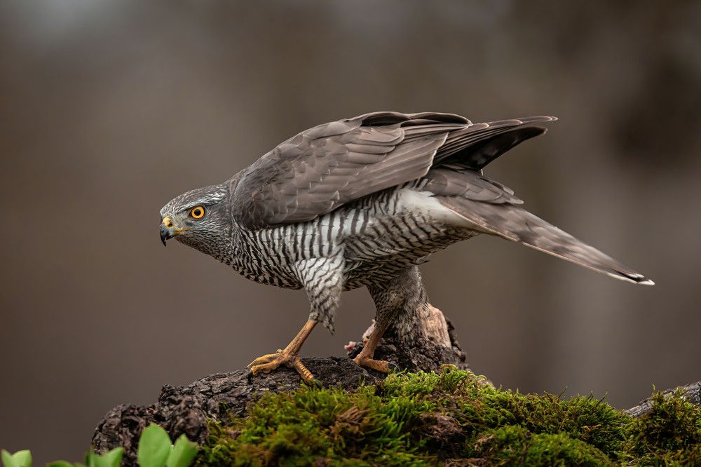 Photograph by Nikolay Stoyanov