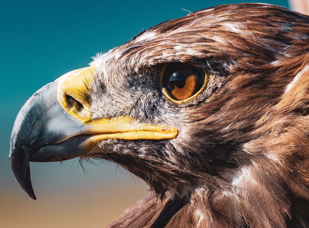 Photograph by Кирилл Мазазолин