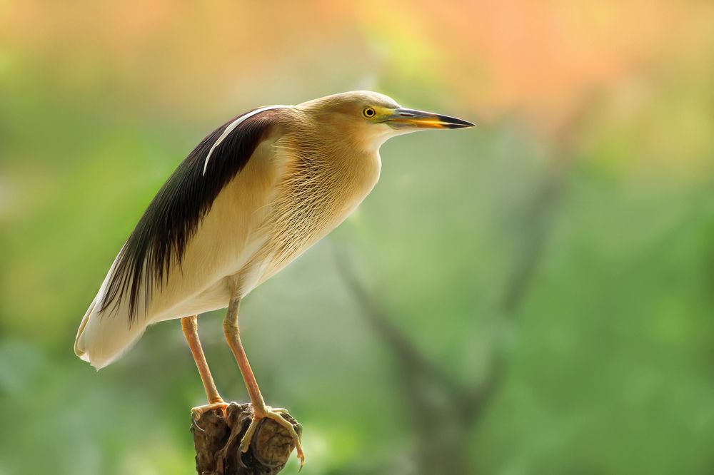 Photograph by Shahariar Alam