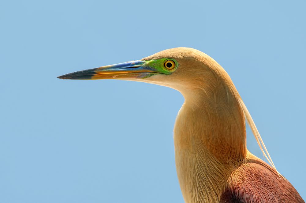 Photograph by Shahariar Alam