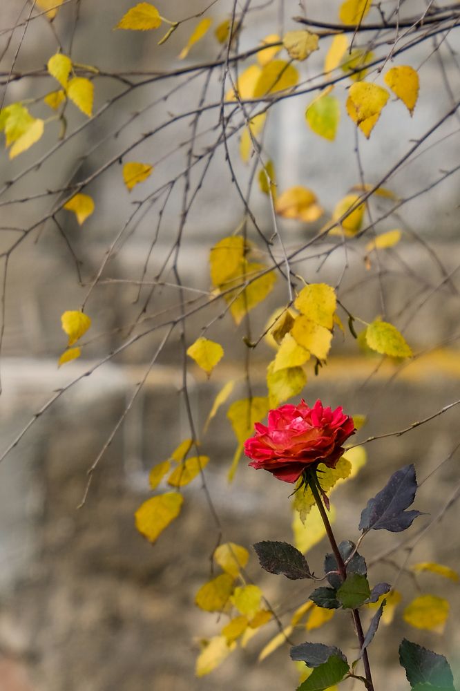 Photograph by Александр Высоцкий