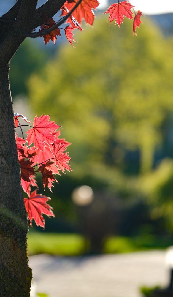 Фотография автора Александр Высоцкий