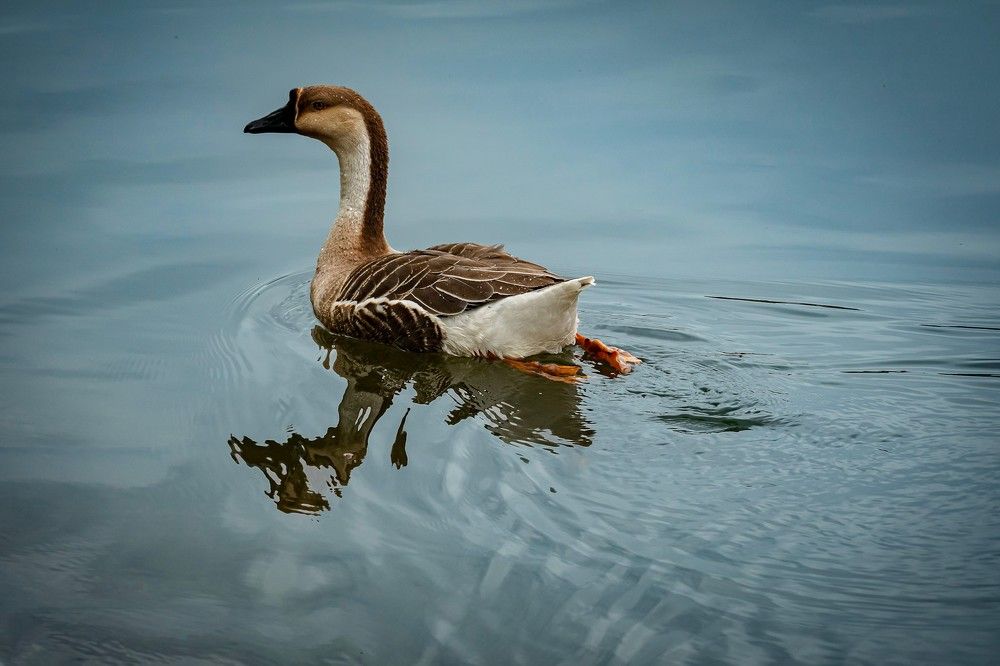 Photograph by ADRIANA CARVALHO