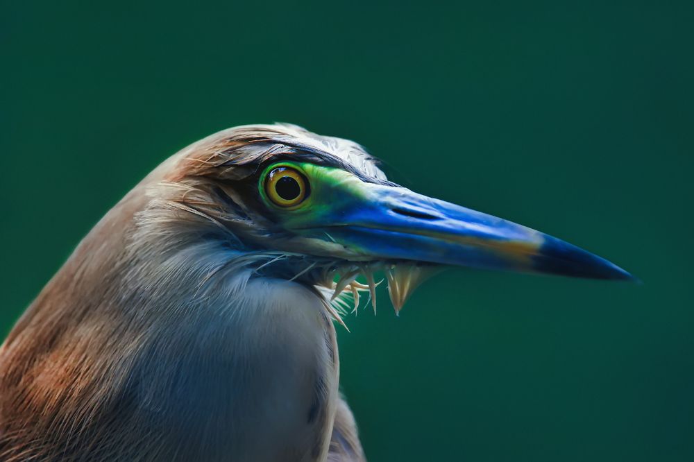 Photograph by Shahariar Alam