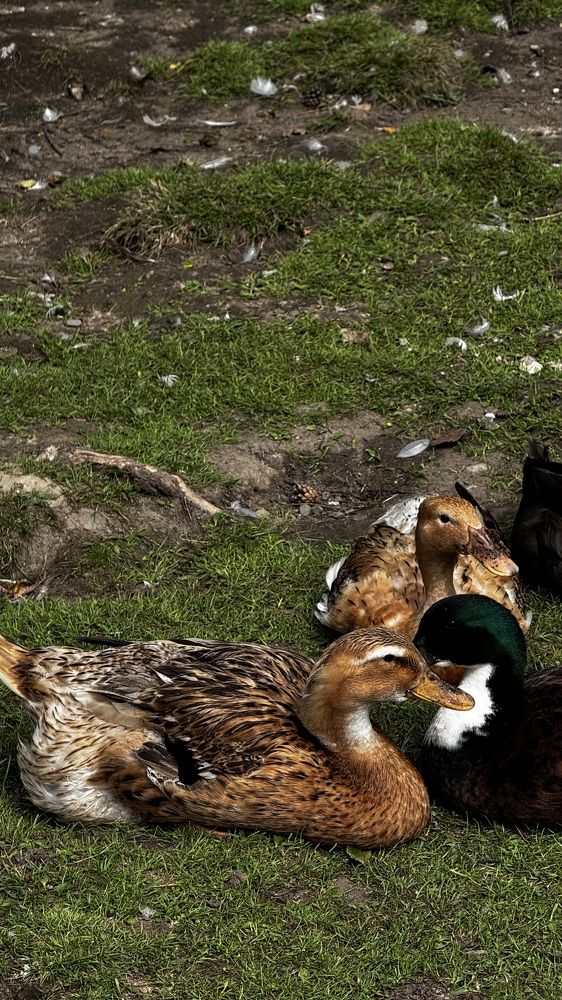 Хорошо в деревне,летом✨