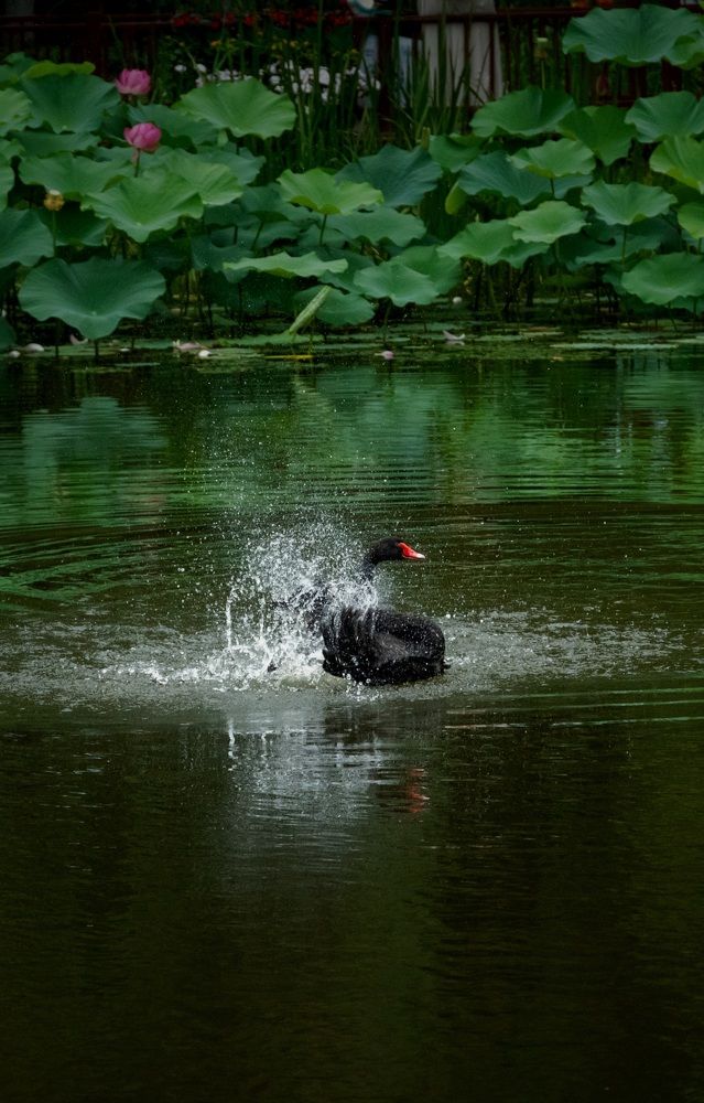 Photograph by ADRIANA CARVALHO