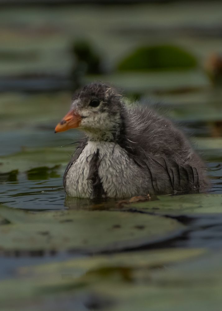 Фотография автора Aлексей Игнатьев