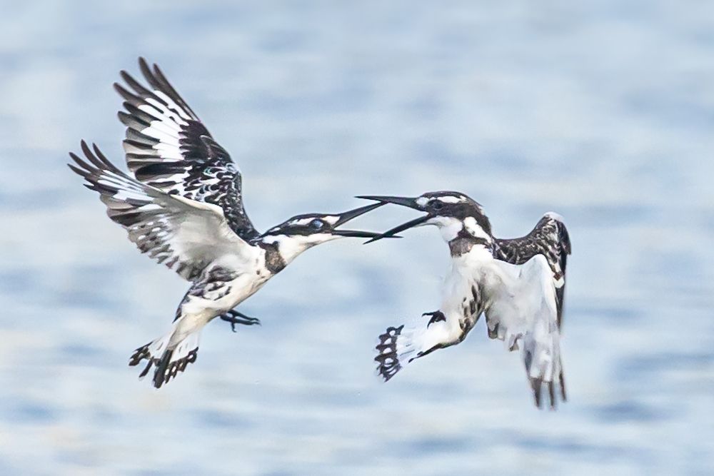 Фотография автора Olga Sibony