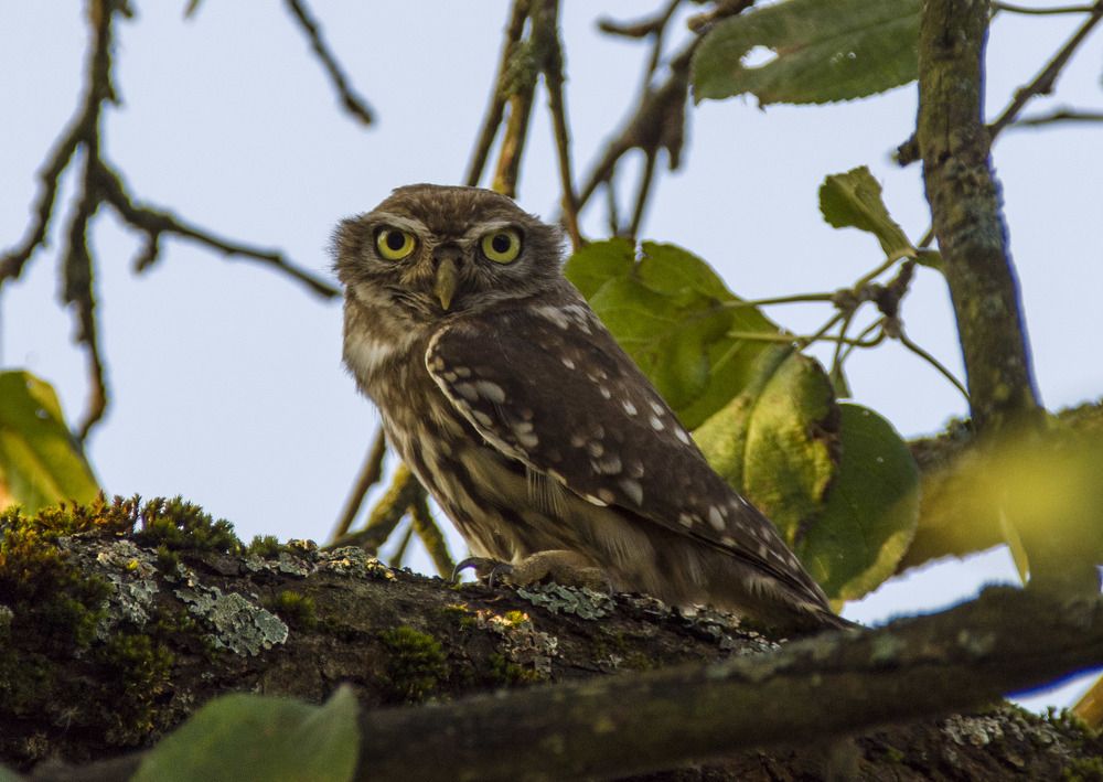 Внимательный взгляд