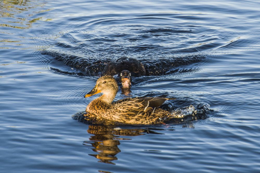 Photograph by Ирина Алексеевна Дудаль-Вологодская