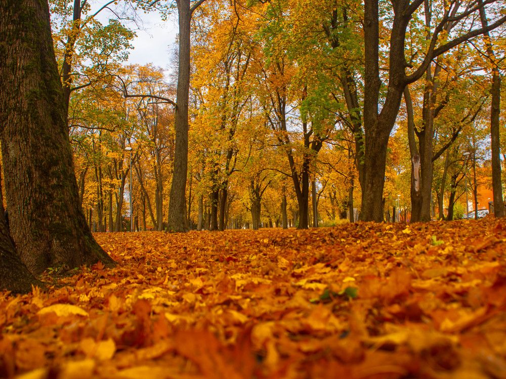 Фотография автора Aлексей Игнатьев