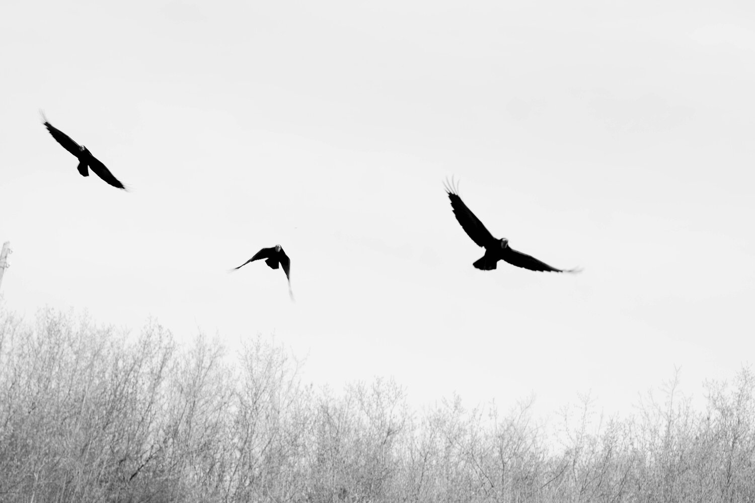 Photo #11096417