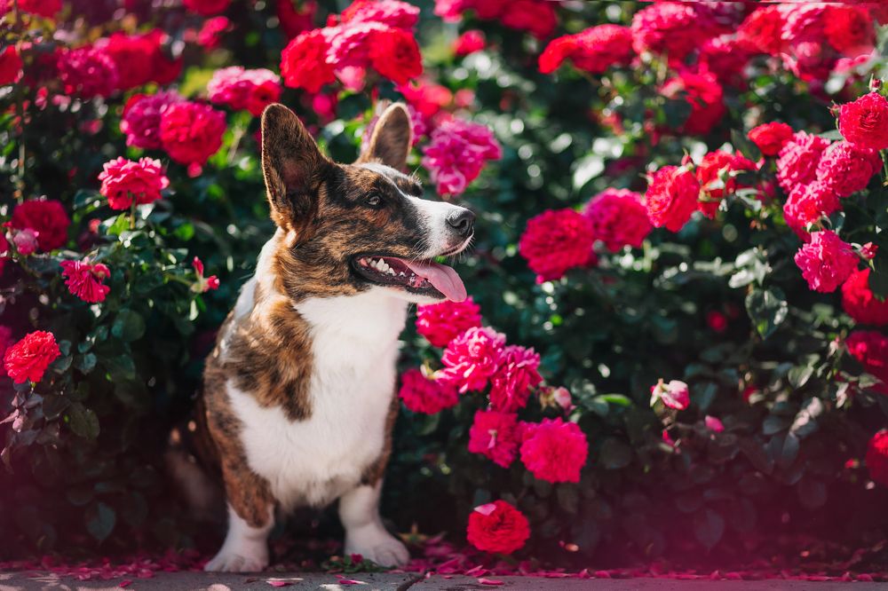 Photograph by Виктория Клименко