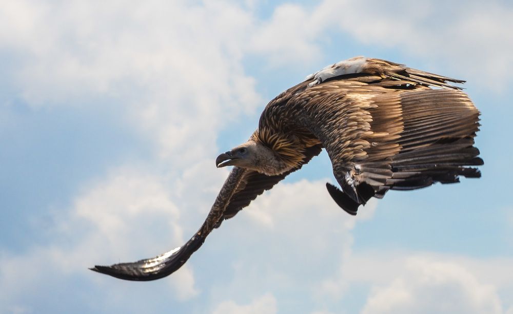 Photograph by Gwenael DEVALIERE