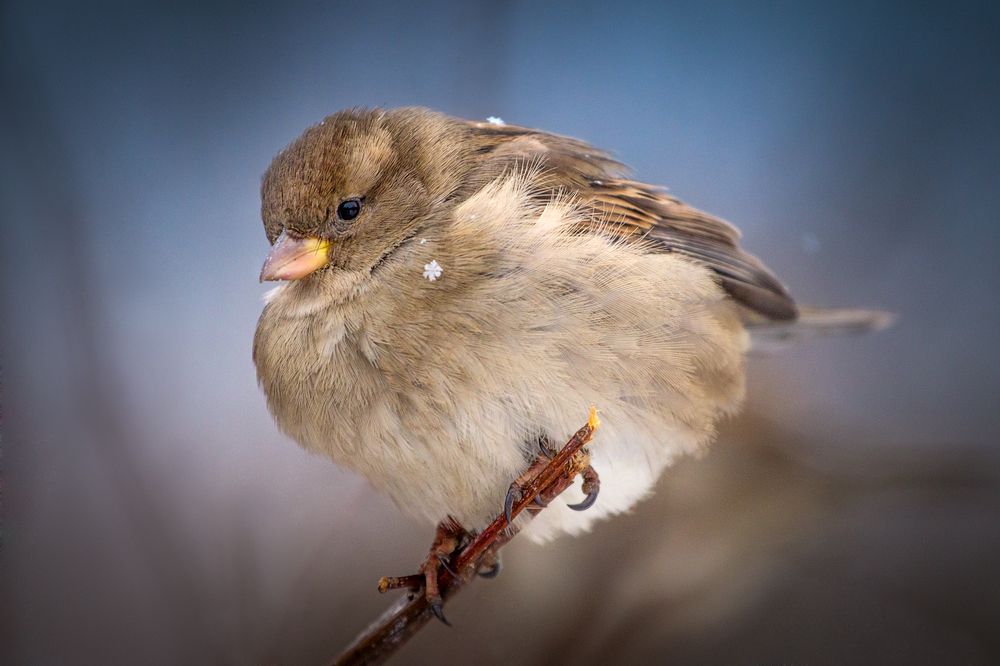 Photograph by Сергей Алексеев
