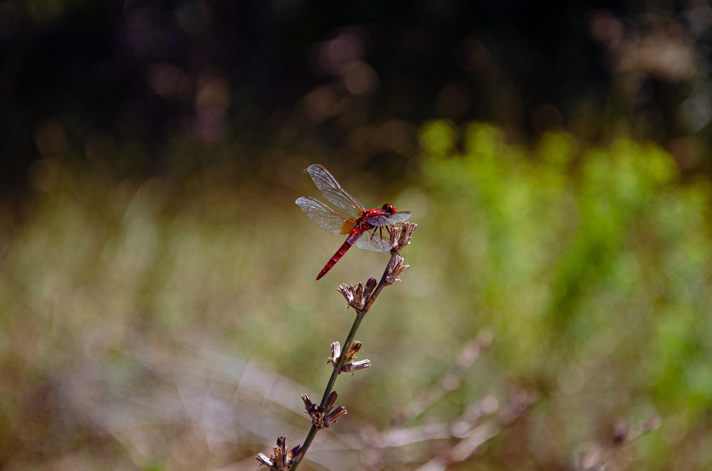 Photograph by Влад Василенко