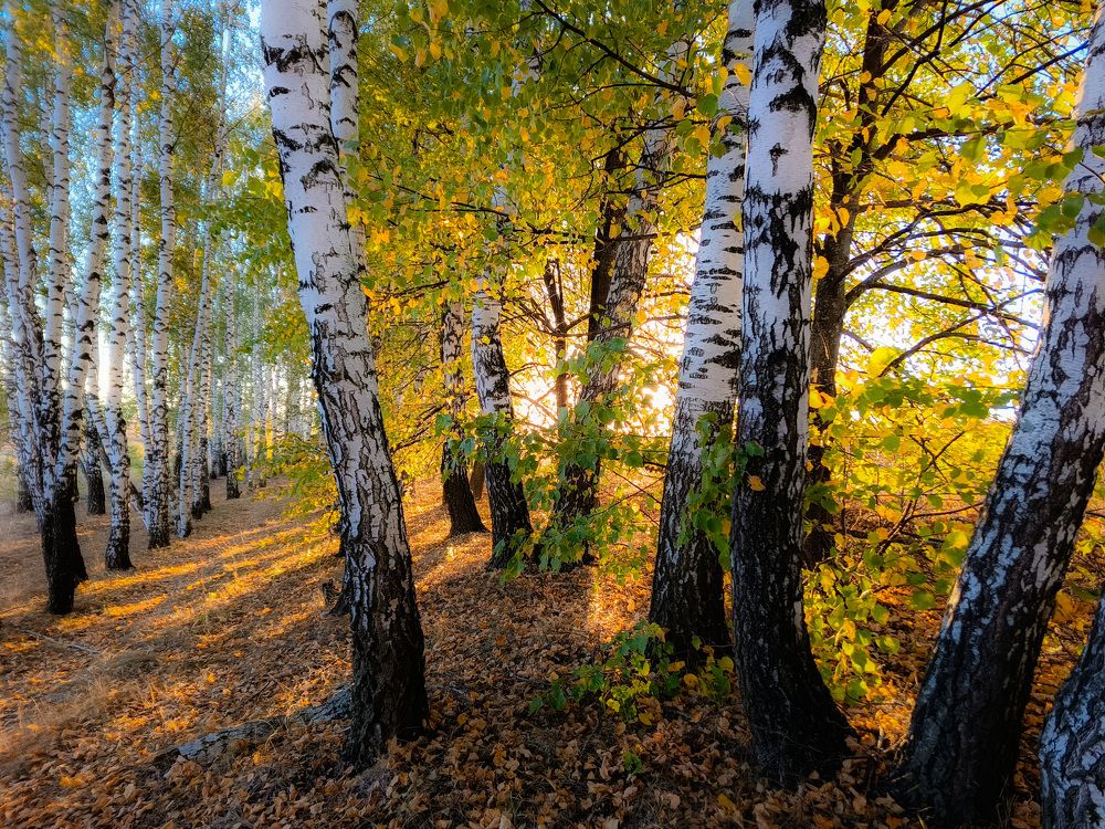 Photograph by Кондрашова Светлана