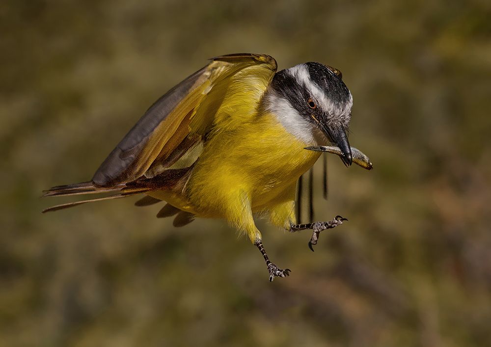 Photograph by Mario Fiorucci