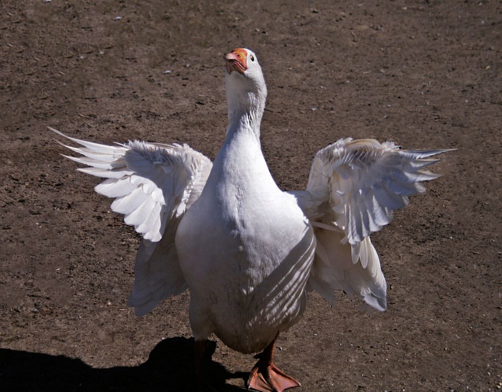 Photograph by Ирина Архипова