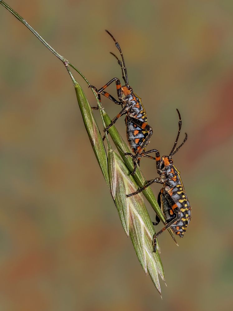 Photograph by Mario Fiorucci