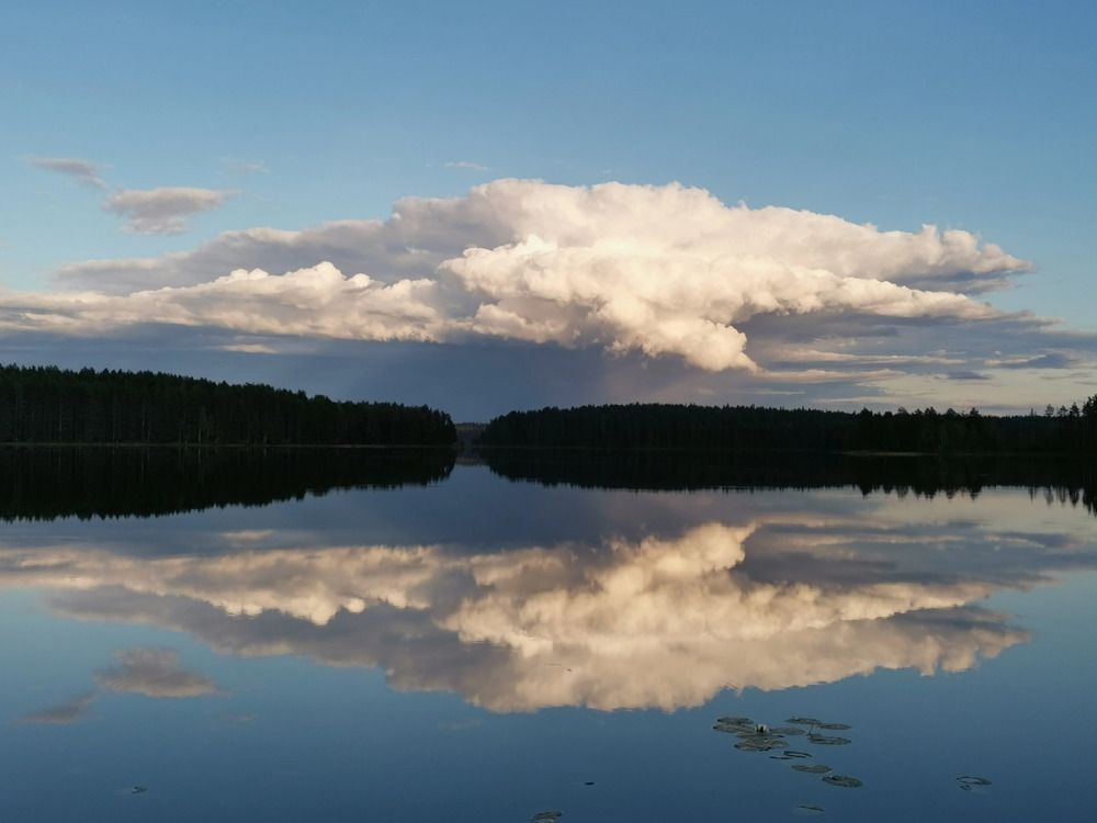 Водяная лилия