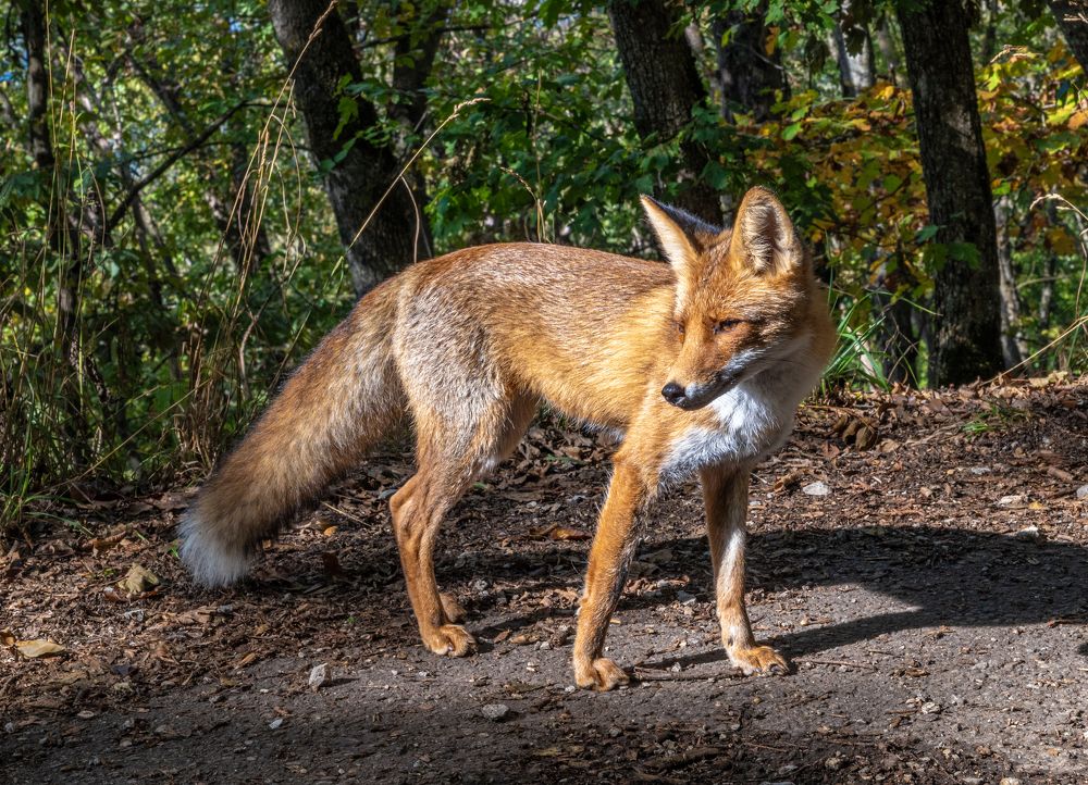 Photograph by Савчук Сергей
