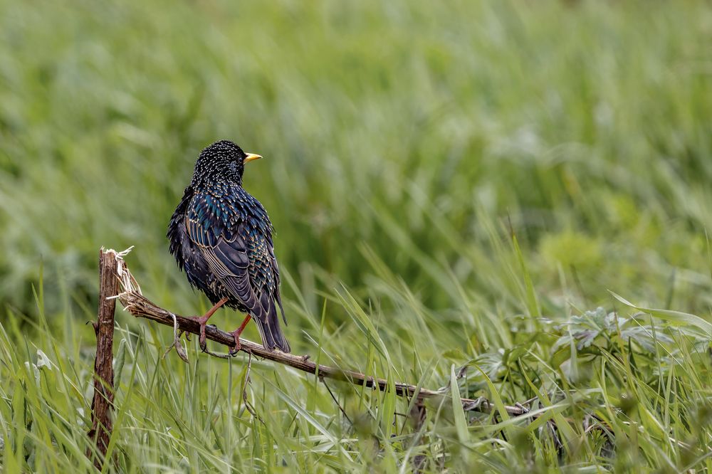 Photograph by Алексей Горин