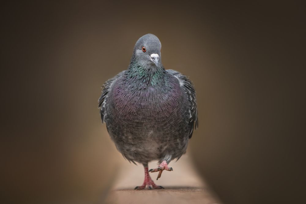 Photograph by Юлия Карташёва