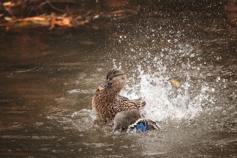 Photograph by Юлия Карташёва