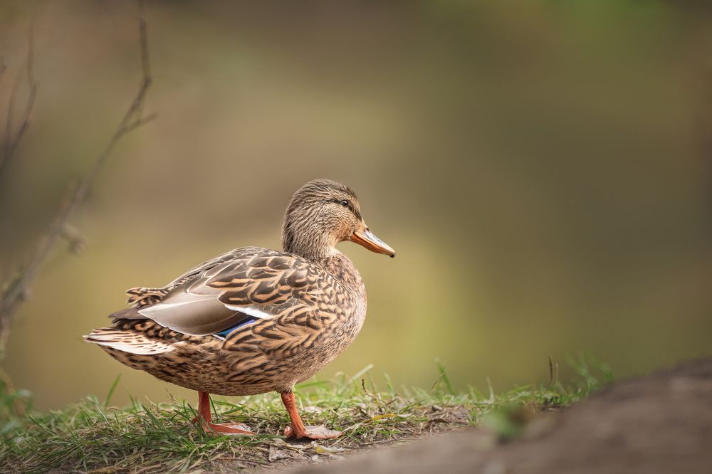 Photograph by Юлия Карташёва