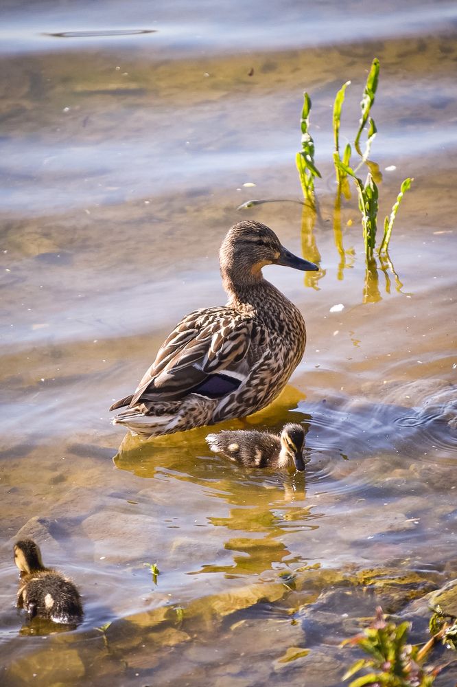 Photograph by Elvira