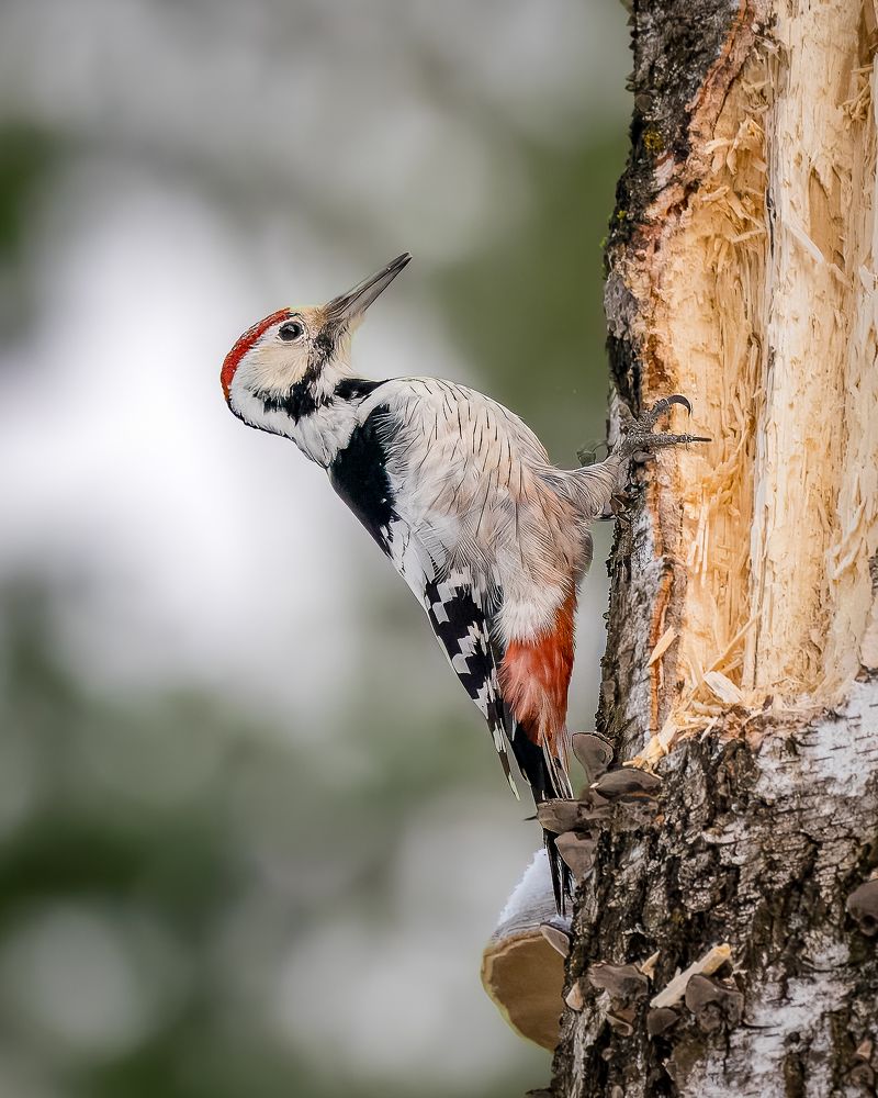 Photograph by Екатерина Дубровская