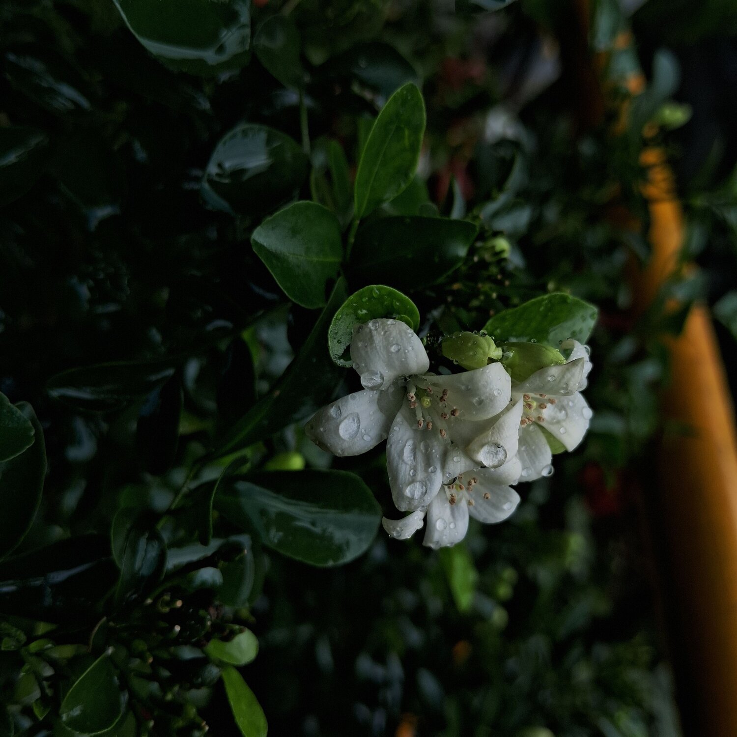 Rain-Kissed Jasmine