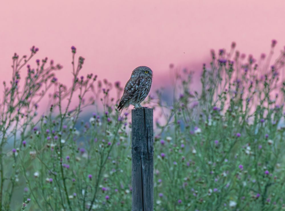 Photograph by George Alexandru Ghiuro