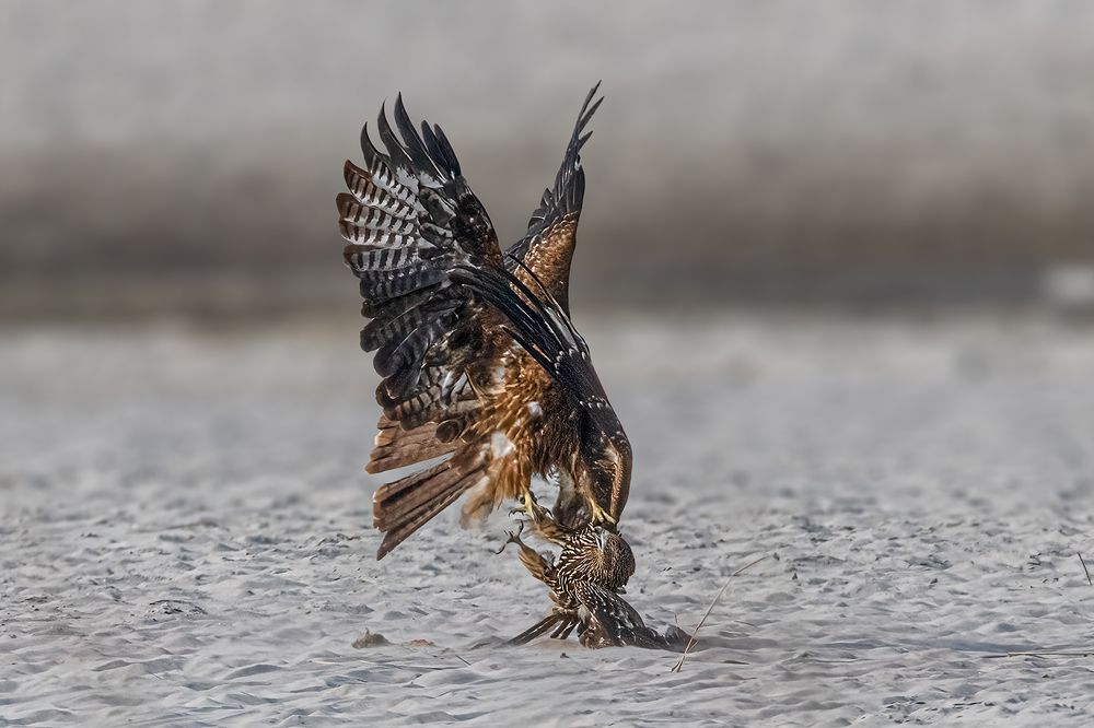 Photograph by Ashoke Shil