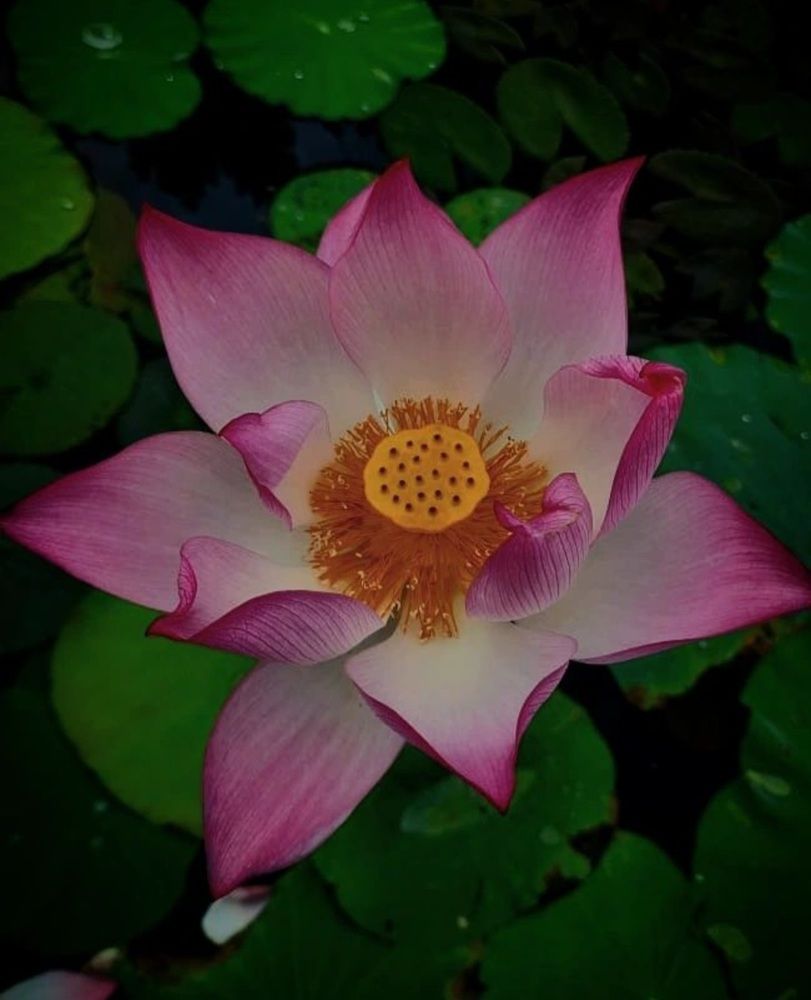 Jewel of the Pond