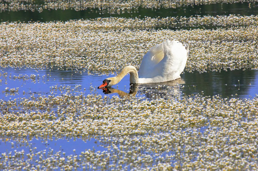 Photograph by Николай Протасеня