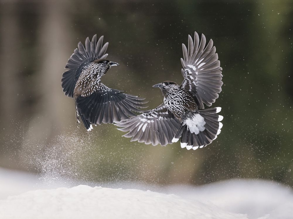 Photograph by Ernestas Balcikonis