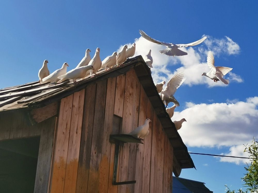 Photograph by Елизавета Мокосина