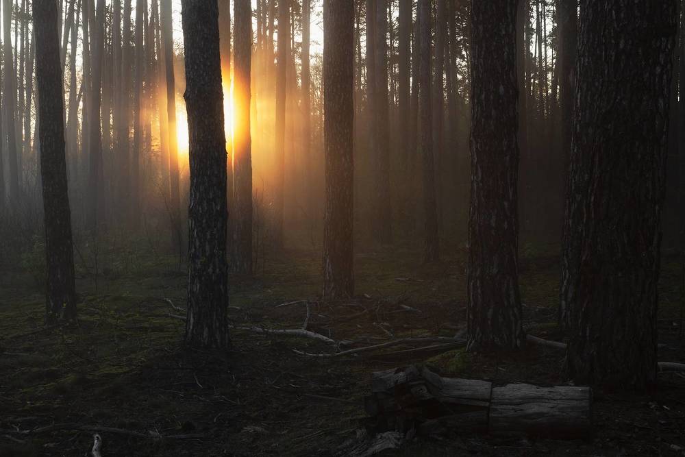 Утренний свет в лесу
