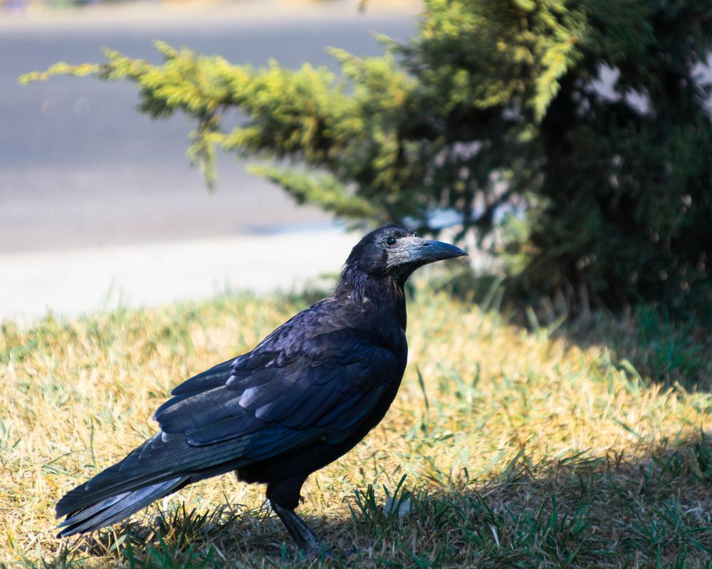 Photograph by Людмила Прибылова