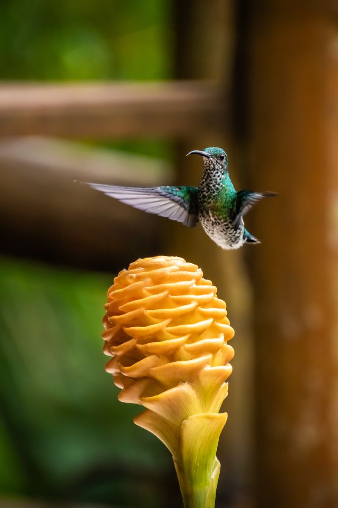 Photograph by Susie Castellano