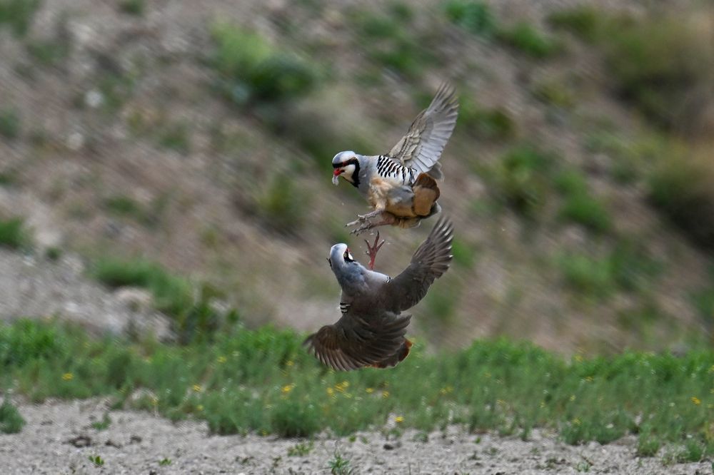 Partridges in Turkiye's Van