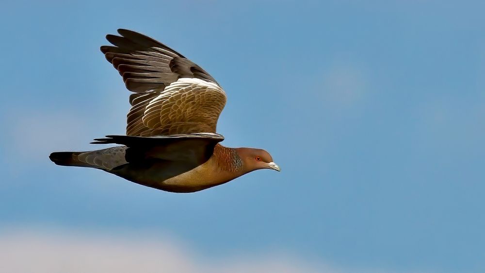 Фотография автора Carlos Gianoli