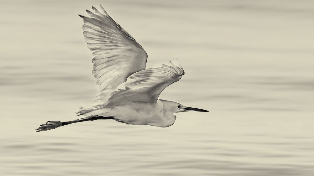 Фотография автора Carlos Gianoli