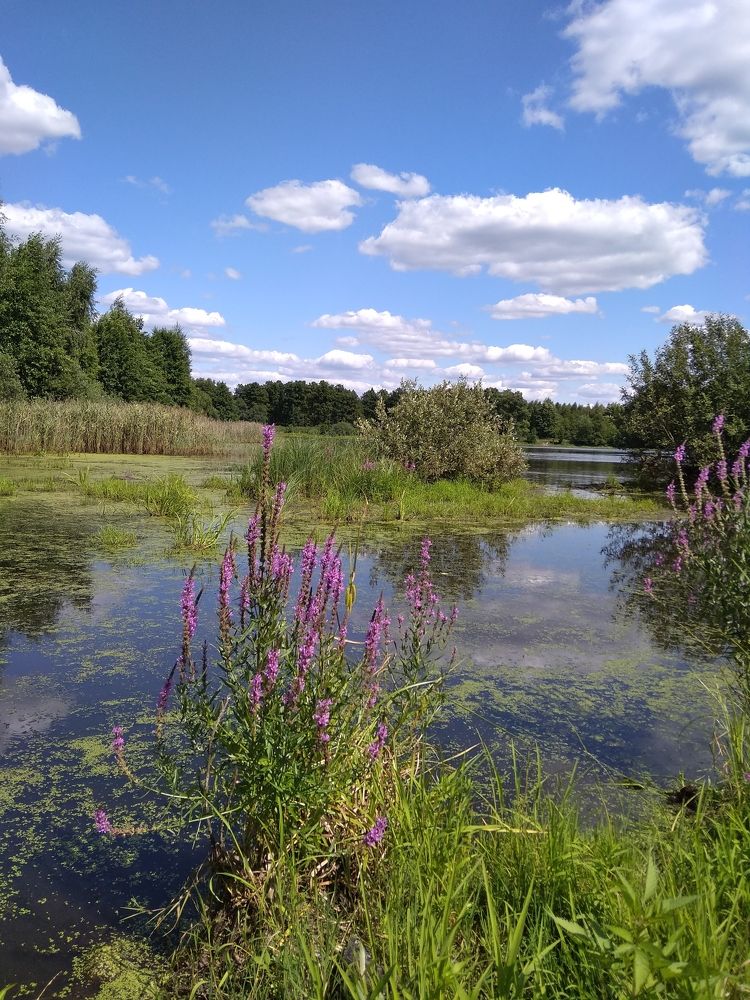 Photograph by Владимир Носов