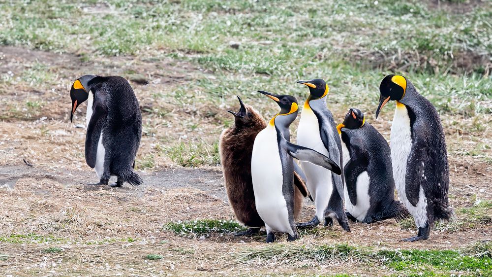 Фотография автора Carlos Gianoli