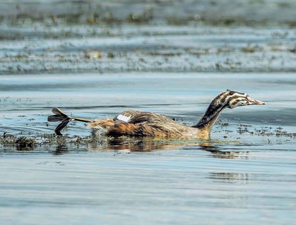 Photograph by Николай Диордиев