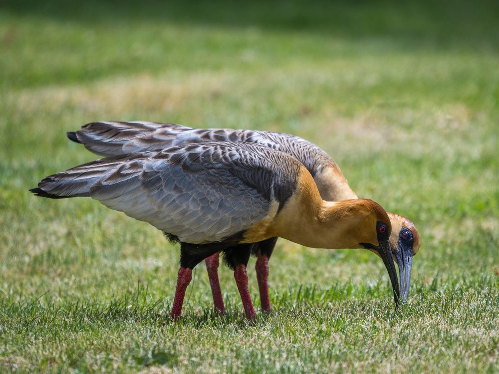 Это мой червячок!